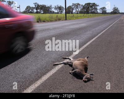 Kangourou mort sur la route à Victoria en Australie Banque D'Images