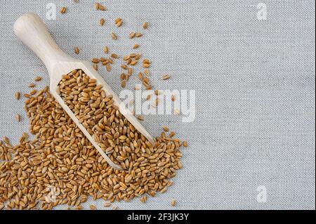 Grains de blé entier sur fond de toile de fond. Céréales de blé de fond agricole. Récolte, cuillère en bois de céréales Banque D'Images