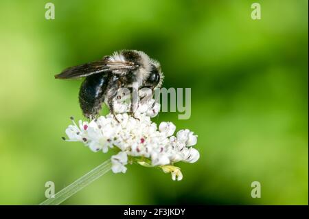 Abeille minière de l'ashy (Andreno cineraria) insecte volant noir et blanc solitaire, photo Banque D'Images