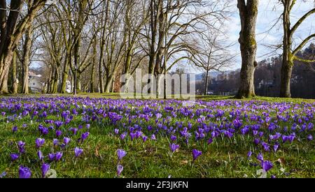 Les crocodiles dans les jardins du spa Baden Baden Germany, Europe Banque D'Images