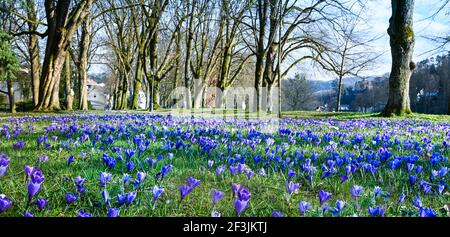 Les crocodiles dans les jardins du spa Baden Baden Germany, Europe Banque D'Images