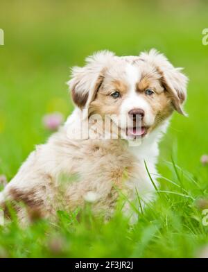 Berger australien miniature. Chiot assis dans l'herbe. Allemagne Banque D'Images