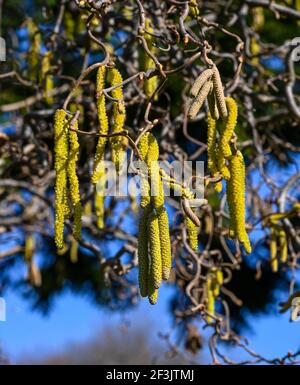 Les chatons mâles du noisette (Corylus avellana contorta) au printemps. Jardin botanique, Francfort, Allemagne, Europe Banque D'Images