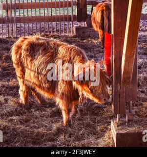 La vache écossaise des hautes terres frotte sa fourrure sur un pinceau . Baden. Baden Wuerttemberg, Allemagne, Europe Banque D'Images