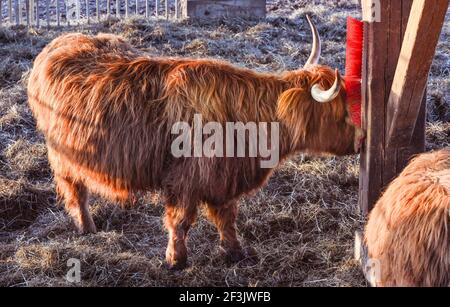 La vache écossaise des hautes terres frotte sa fourrure sur un pinceau . Baden. Baden Wuerttemberg, Allemagne, Europe Banque D'Images