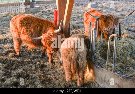 La vache écossaise des hautes terres frotte sa fourrure sur un pinceau . Baden. Baden Wuerttemberg, Allemagne, Europe Banque D'Images
