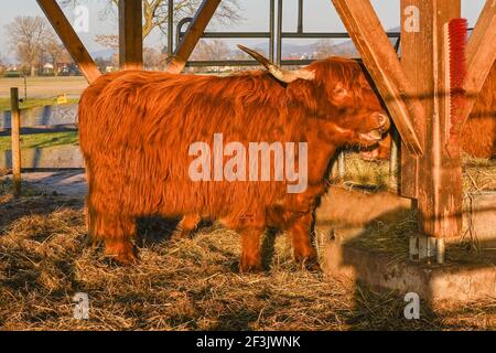 La vache écossaise des hautes terres frotte sa fourrure sur un pinceau . Baden. Baden Wuerttemberg, Allemagne, Europe Banque D'Images