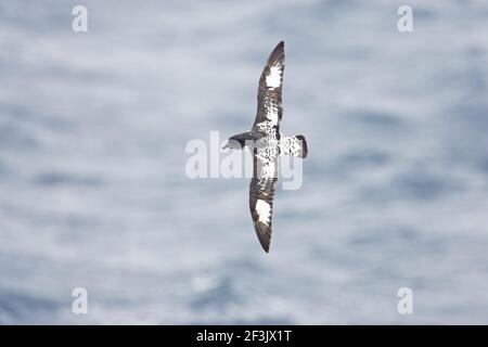 Pintado ou Cape Petrel - en vol au-dessus de la capse de Dapotion Océan Antarctique BI007440 Banque D'Images