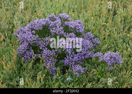 Lavande de mer commune (vulgare de Limonium), floraison. Allemagne Banque D'Images
