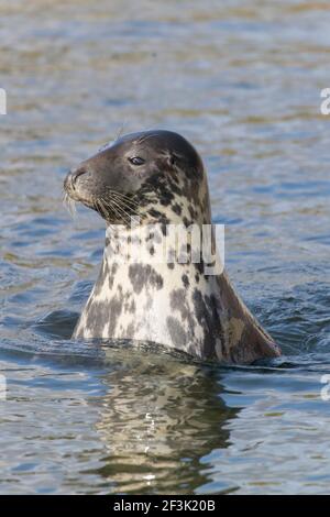 Phoque gris (Halichoerus grypus). Femme adulte regardant de l'eau. Allemagne Banque D'Images