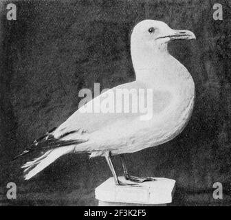 Goéland argenté larus argentatus. Banque D'Images