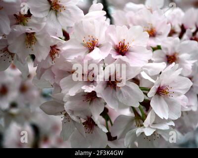 Gros plan sur le cluster des cerisiers en fleurs / cluster des fleurs Sakura au Japon, cluster avant isolé en parfaite mise au point et ceux derrière lui hors mise au point, entir Banque D'Images