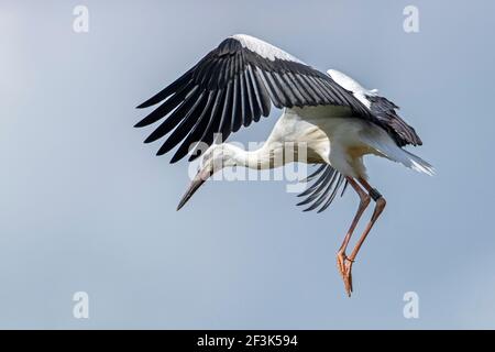 Porc blanc (Ciconia ciconia). Fedling faisant des essais de vol sur nid. Allemagne Banque D'Images