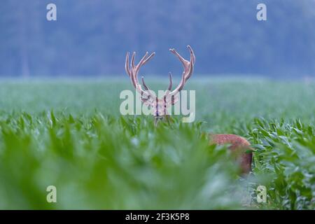 Red Deer (Cervus elaphus). Cerf avec bois en velours debout dans un champ de maïs. Danmark Banque D'Images
