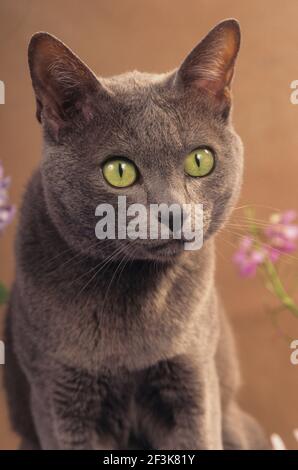 Korat Cat Portrait de chat adulte. Allemagne. Banque D'Images