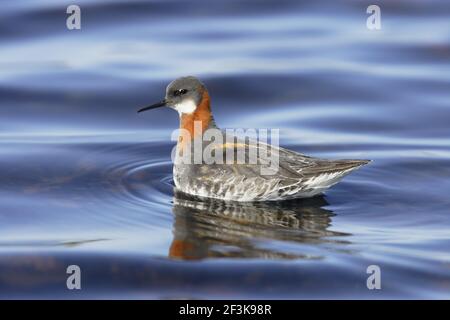 Phalarope à col rouge - FemalePhalaropus lobatus Loch de Funzie, Fetlar Shetland, Royaume-Uni BI011068 Banque D'Images