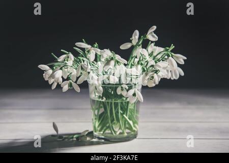 Bouquet de gouttes de neige blanches Galanthus nivalis dans un pot en verre sur fond de bois dans des tons sombres. Banque D'Images