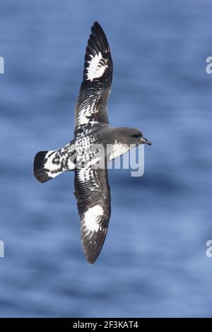 Cap Petrel - en vol au-dessus de l'océan Daption Capense Antarctique Océan BI012827 Banque D'Images