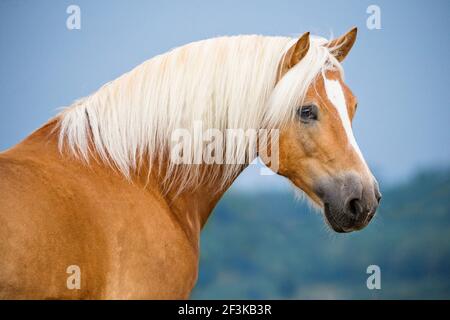 Haflinger Horse. Portrait de la gélification de châtaignier sur un pâturage. Allemagne Banque D'Images