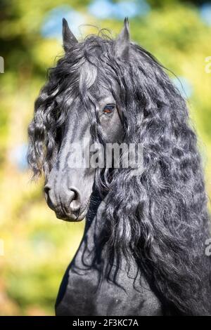 Cheval frison. Portrait de l'étalon noir. Suisse Banque D'Images