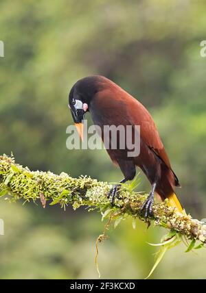 Montezuma Oropendola (Psarocolius montezuma) isolé contre un fond vert de près, Boca Tapada, Laguna de Lagarto Lodge, Costa Rica Banque D'Images