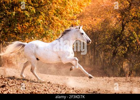 Poney allemand. Galopant gris sur un pâturage. Allemagne Banque D'Images
