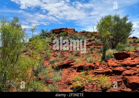 L'Australie, NT, public Ewaninga Réserve de conservation, avec gravures préhistoriques aborigènes et site historique, rock avec les lichens Banque D'Images