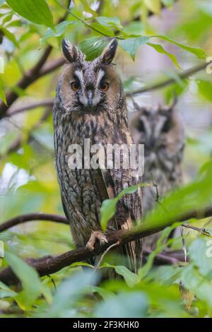 Hibou à longues oreilles (ASIO otus). Deux adultes perchés dans un arbre en automne, Allemagne Banque D'Images