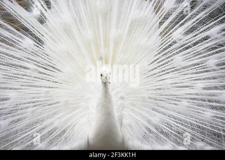 Blanc Peacock - Homme DisplayingNetherlands BI014171 Banque D'Images