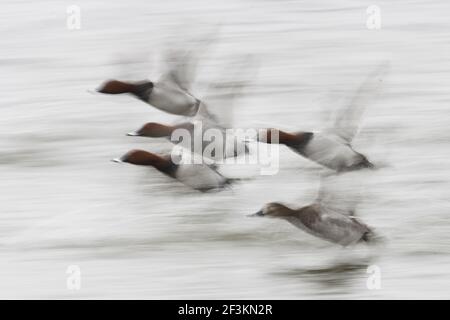 Pochard - en vol, Slow Pan Aythya ferina Welney WWT Reserve Ouse Wash Norfolk, Royaume-Uni BI015428 Banque D'Images