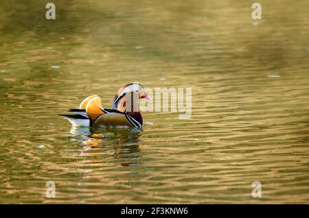 Un canard mandarin sur l'étang. Banque D'Images