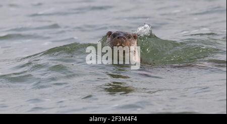 Otter montrant très bien au réservoir Pitsford Banque D'Images