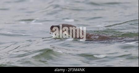 Otter montrant très bien au réservoir Pitsford Banque D'Images