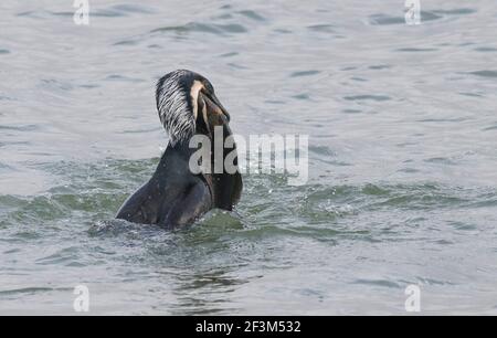 Cormorant avec une grosse truite, déjà morte, avant de la laisser tomber comme trop grande pour avaler du barrage à Pitsford Reservoir Banque D'Images