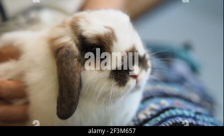 Lapin blanc ou lapin assis et jouant sur le sol de ciment dans la maison et paille d'orge sèche et de l'eau dans le plateau à côté d'eux. Ils ont l'air un peu moelleux an Banque D'Images