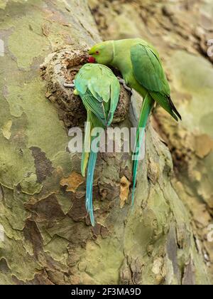 Anneau à collier Parakeet regardant dans un Nest dans un arbre Banque D'Images