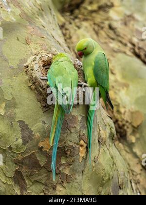 Anneau à collier Parakeet regardant dans un Nest dans un arbre Banque D'Images