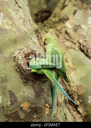 Anneau à collier Parakeet regardant dans un Nest dans un arbre Banque D'Images