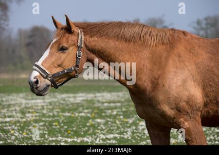 Un cheval de couleur châtaignier attend dans un pré avec beaucoup marguerites par une journée ensoleillée au début du printemps Banque D'Images