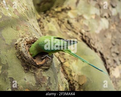Anneau à collier Parakeet regardant dans un Nest dans un arbre Banque D'Images