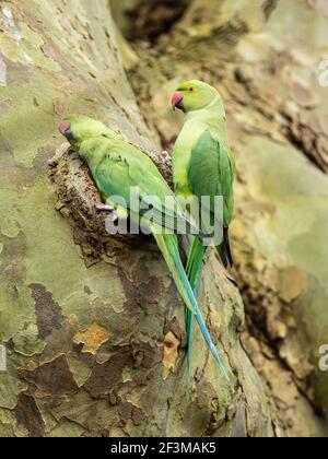 Anneau à collier Parakeet regardant dans un Nest dans un arbre Banque D'Images