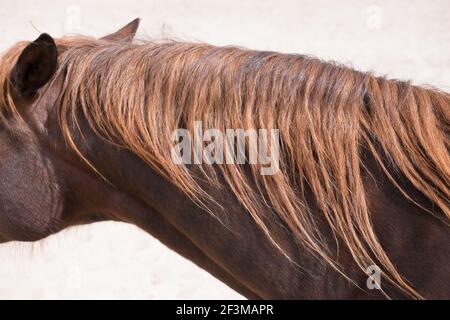 Cou d'un cheval avec des calades rouges brunes le soleil Banque D'Images