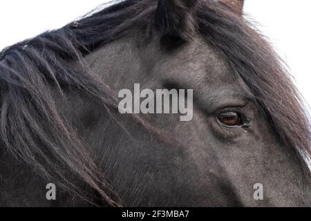 Vue latérale de la tête d'un cheval frison noir sur fond blanc. La manne noire sur le cou s'avance dans le vent Banque D'Images