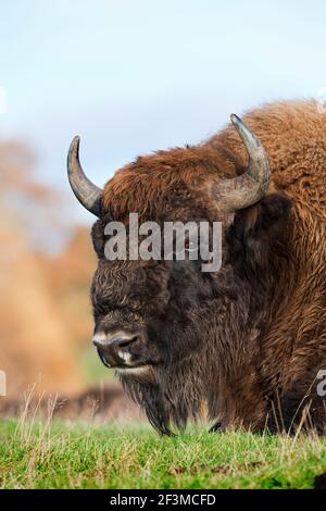 Bison européen (Bison bonasus), en captivité à Highland Wildlife Park, Kingussie, Écosse, Royaume-Uni Banque D'Images