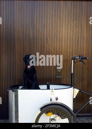 Chien noir assis dans une remorque à vélo devant le mur lambrissé de bois de la maison résidentielle, Danemark. Banque D'Images