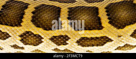 Photo macro plein format de la peau du serpent birman Python aka Python bivittatus. Banque D'Images