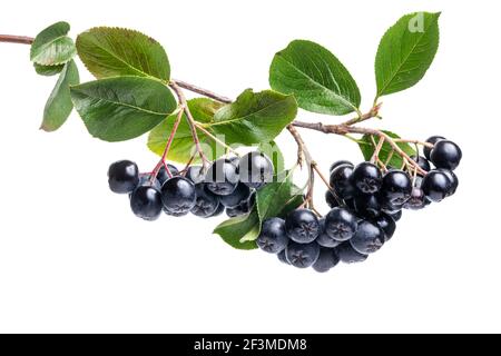 Branche remplie de baies d'aronia. Aronia melanocarpa (fraise noire) sur fond blanc. Banque D'Images