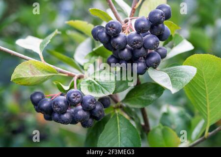 Les baies (Aronia melanocarpa aronia noir, aronie) poussant dans le jardin. Rempli de la direction générale de baies. aronia Banque D'Images