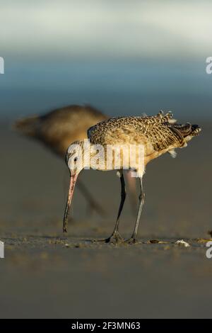 Marbré godwit Limosa fedoa, fourrager le long du rivage, Morro Bay, Californie, États-Unis, Octobre Banque D'Images