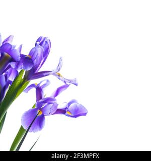 Iris japonais. Fleurs décoratives isolées sur fond blanc carré, macro photo avec mise au point sélective. Iris Laevigata Banque D'Images